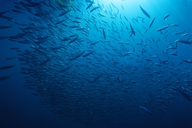 Dive'n Sail 4