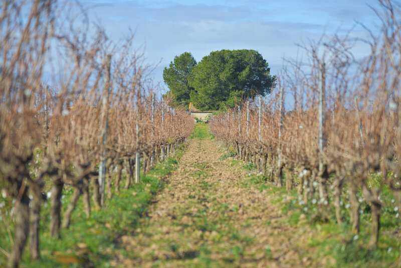 Domaine du Siestou 3