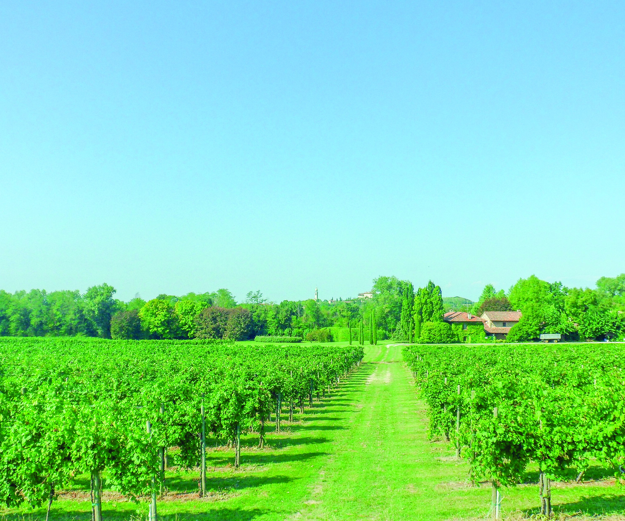 Azienda del Poggio 3