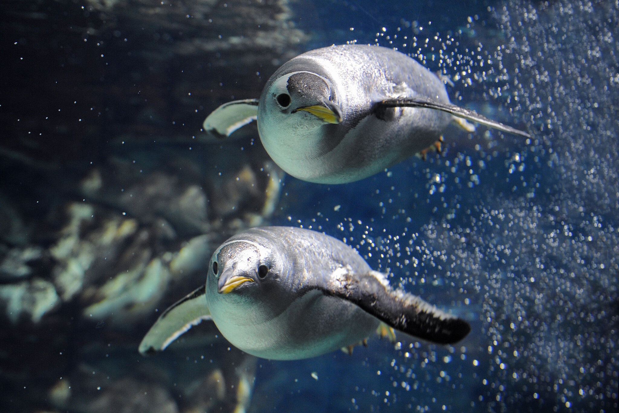 Acquario di Genova 3