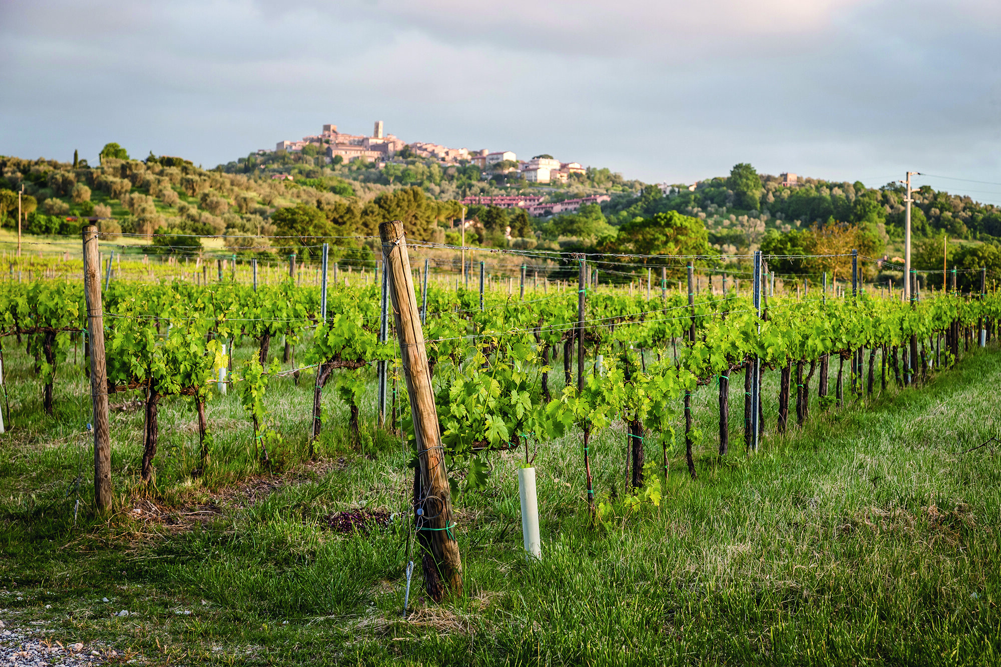 Villa Acquaviva Wine Resort 3
