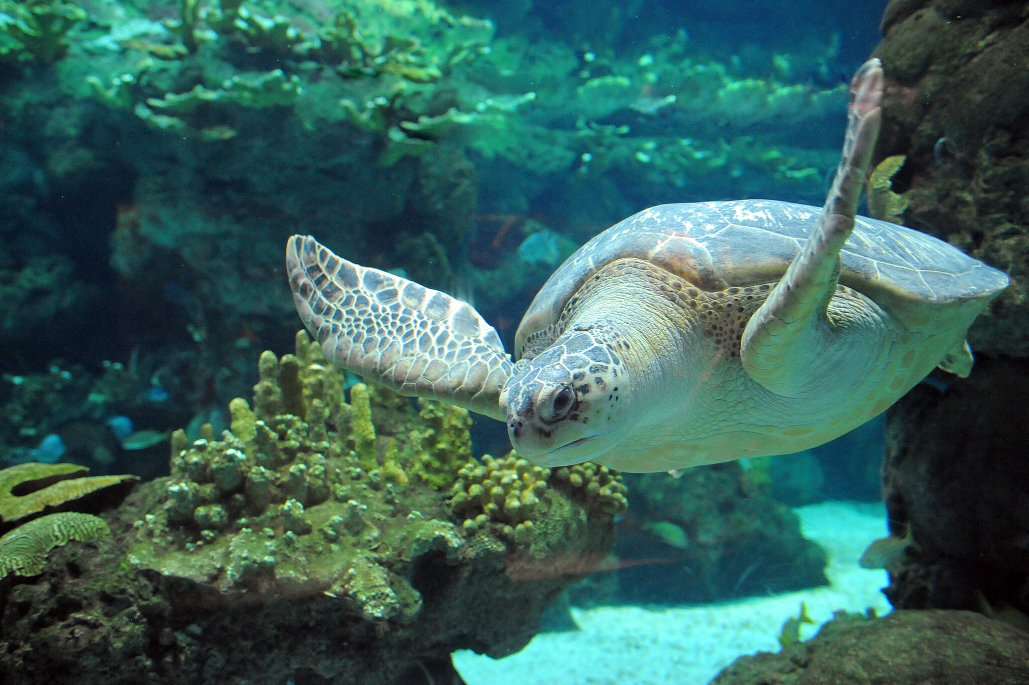 Acquario di Genova 2