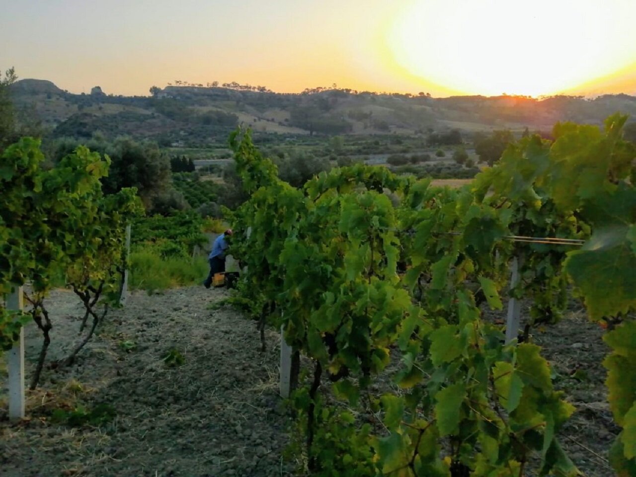 Agriturismo Feudo Gagliardi 2