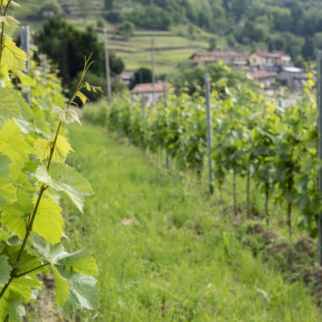 Podere Cavaga Azienda Agricola 5
