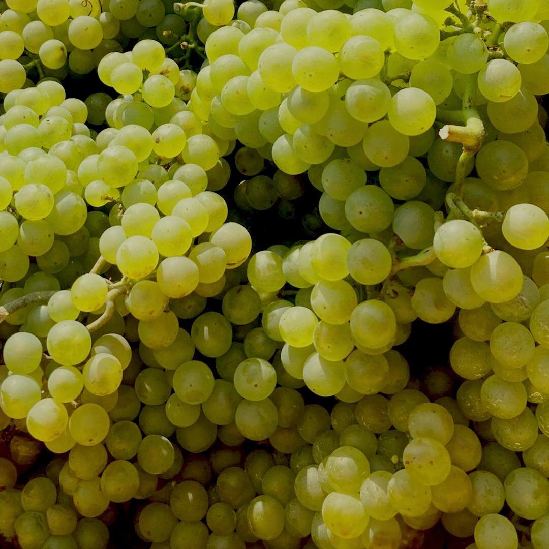 Podere Cavaga Azienda Agricola 4