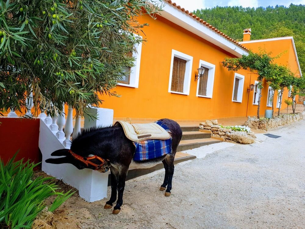 Hotel Val de Pinares 5