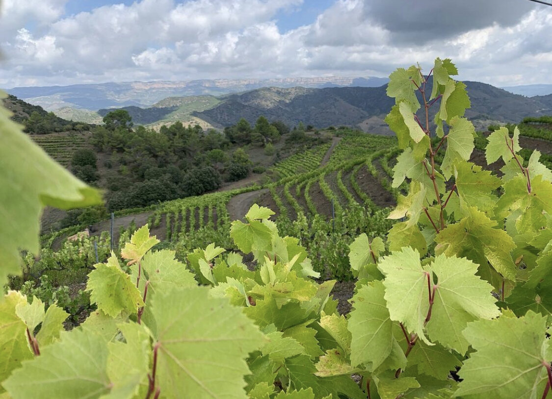 La Caseta del Priorat III 5