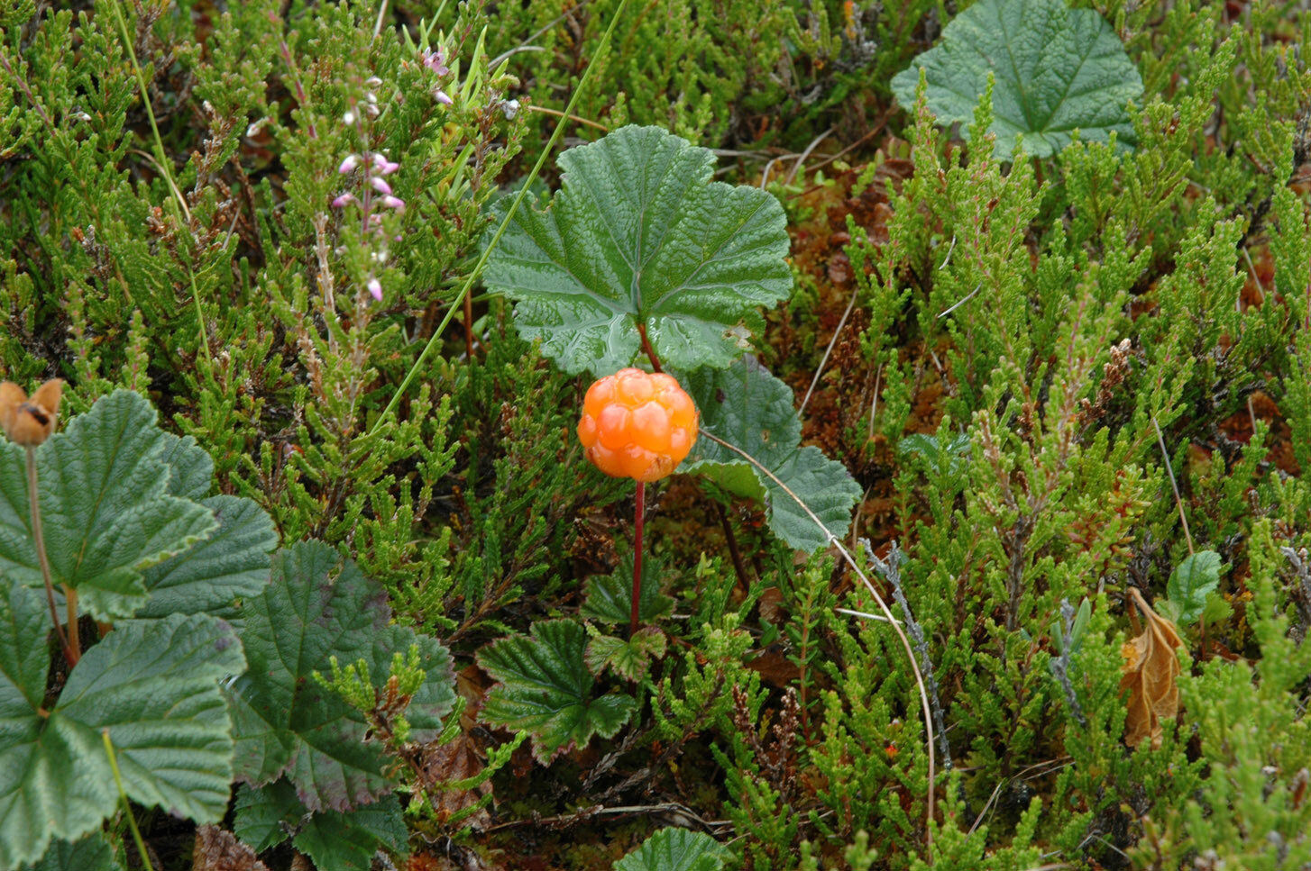 Sikfors Herrgård 3