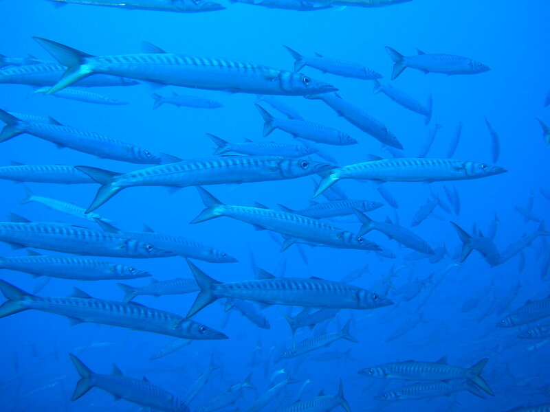 Dive'n Sail 3