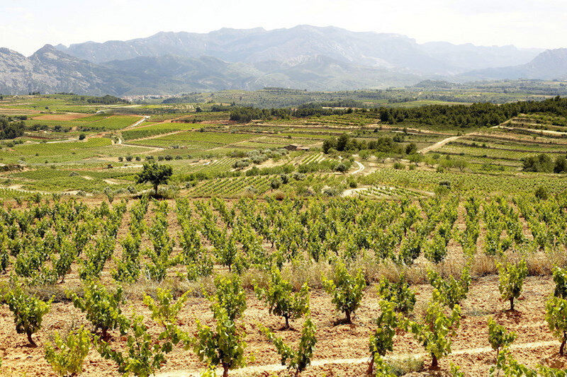 Enoturismo Celler Piñol 3