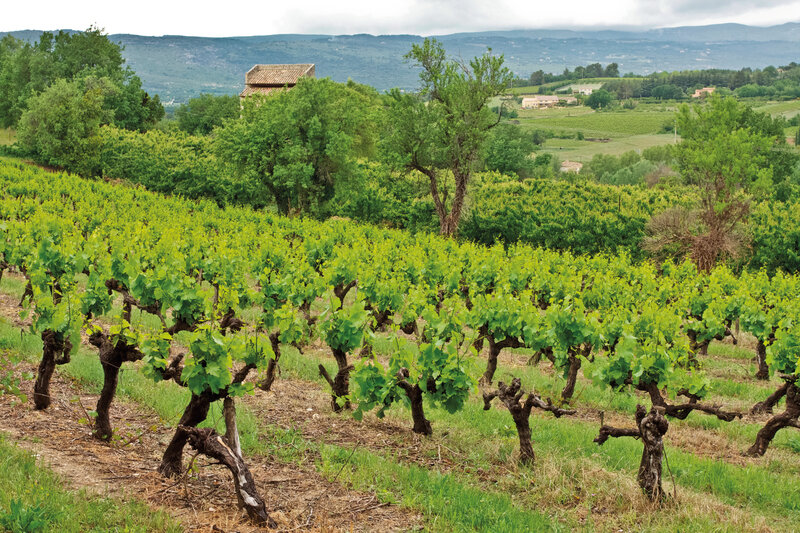 Azienda Agricola Tiberio 3