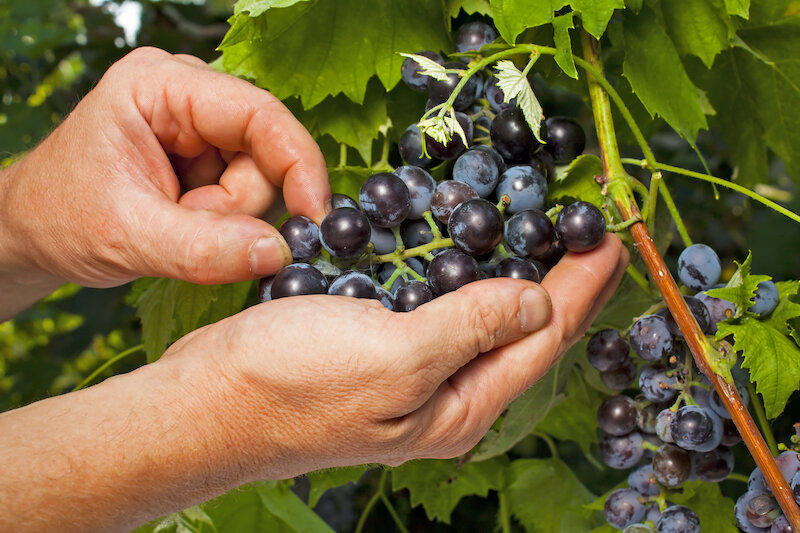 Azienda Agricola Grancollina 2