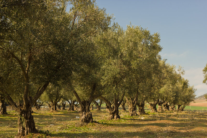 Agriturismo Costantino 2