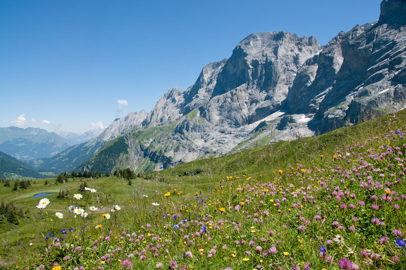 Hotel Alpenblick 3