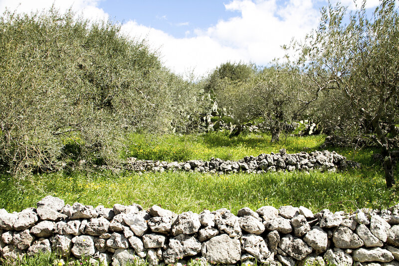 Agriturismo Oasi Biologica Cambuca 4